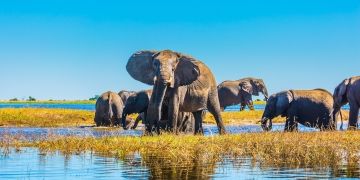 elephant in gaborone botswana swamp